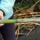 cane-expedition-03