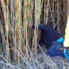cane-expedition-06